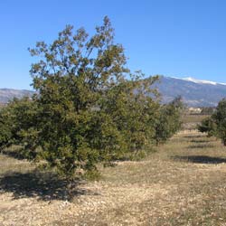 Encina TRUFERA